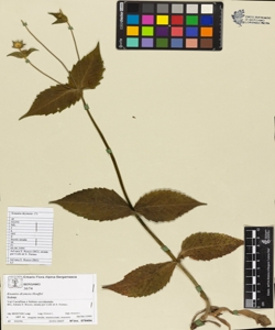 Knautia drymeia Heuffel