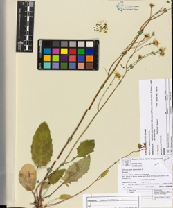 Hieracium murorum L.