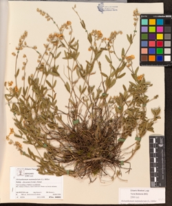 Helianthemum nummularium (L.) Miller subsp. obscurum (Celak.) Holub