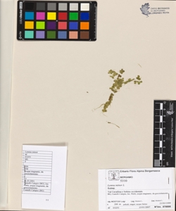 Lemna minor L.