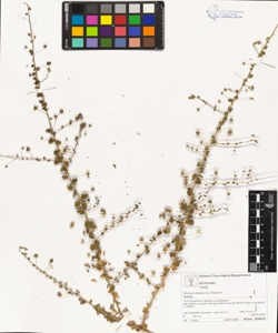 Kickxia elatine (L.) Dumort subsp. elatine