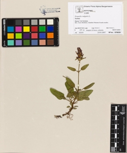 Prunella vulgaris L.