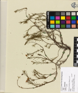Fumana procumbens (Dunal) G. et G.