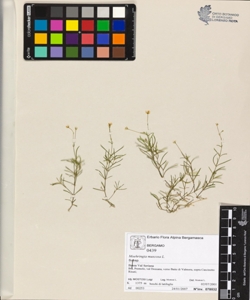 Moehringia muscosa L.