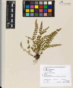 Asplenium viride Hudson