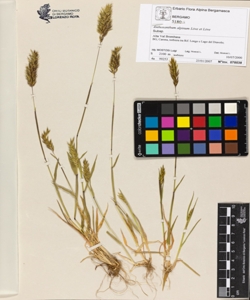 Anthoxanthum alpinum L¿ve et L¿ve