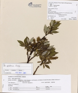 Salix glabra Scop.