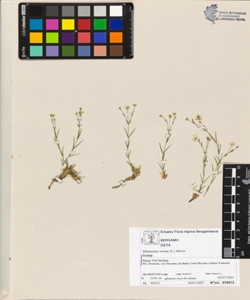 Minuartia verna (L.) Hiern