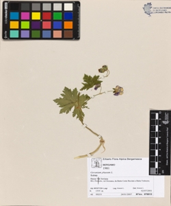 Geranium phaeum L.