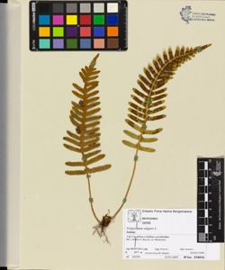 Polypodium vulgare L.