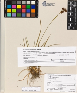 Luzula campestris (L.) DC.