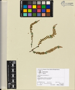 Asplenium trichomanes L.