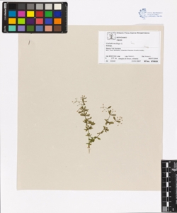 Galium mollugo L.
