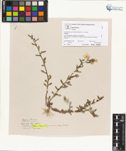 Legous¿a speculum-veneris (L.) Chaix