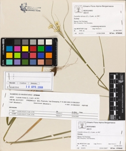 Luzula nivea (L.) Lam. et DC.