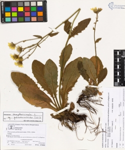 Hieracium pulmonarioides (Vill.) Zahn