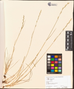 Lolium perenne L.