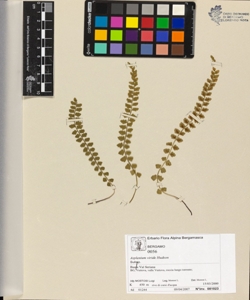 Asplenium viride Hudson