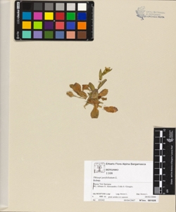 Thlaspi perfoliatum L.