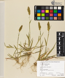Anthoxanthum odoratum L.