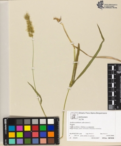 Anthoxanthum odoratum L.