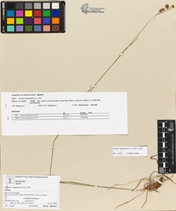 Luzula campestris (L.) DC.