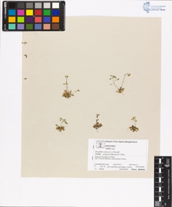 Erophila verna (L.) Chevall. subsp. praecox (Steven) P. Four.