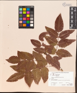 Mahonia aquifolium (Pursh) Nutt.
