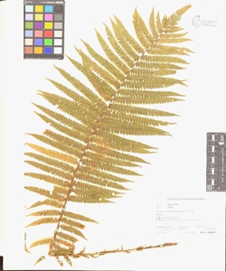 Matteuccia struthiopteris (L.) Tod.