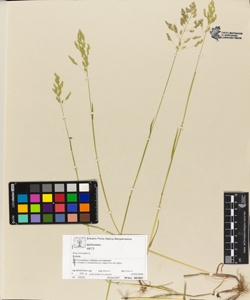 Poa trivialis L.