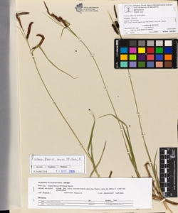 Carex flacca Schreber subsp. flacca