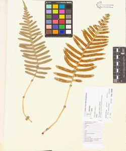 Polypodium vulgare L.
