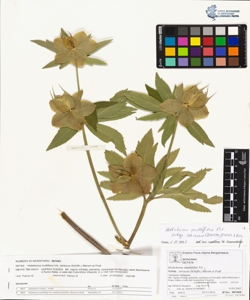 Helleborus multifidus Vis. subsp. istriacus (Schiffn.) Merxm et Podl.