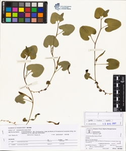 Aristolochia lutea Desf.