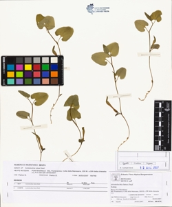Aristolochia lutea Desf.