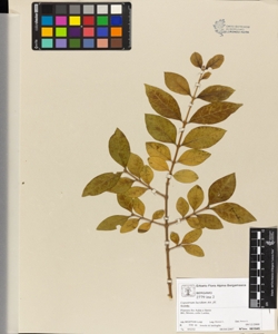 Ligustrum lucidum Ait. fil.