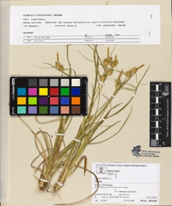 Carex flava L.