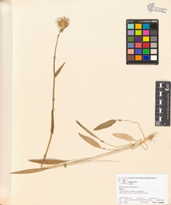 Phyteuma orbiculare L.