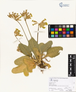 Primula veris L. subsp. veris