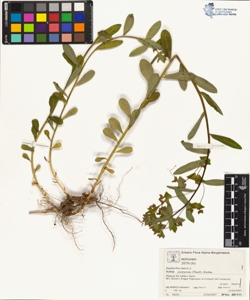 Euphorbia dulcis L. subsp. purpurata (Thuill.) Rothm.