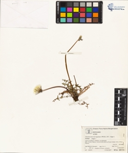 Taraxacum laevigatum (Willd.) DC. (Aggr.)