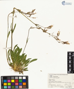 s¿lene nutans L. subsp. nutans