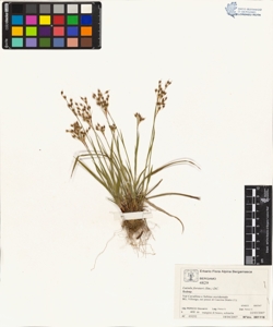 Luzula forsteri (Sm.) DC.
