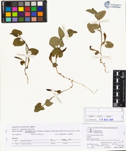 Aristolochia lutea Desf.