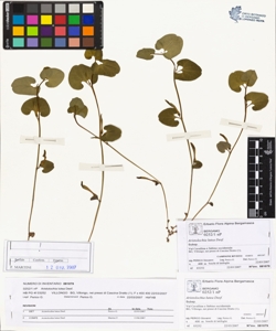 Aristolochia lutea Desf.