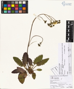 Hieracium murorum L.