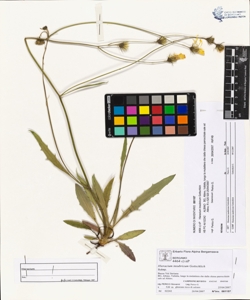 Hieracium insubricum Gottschlich