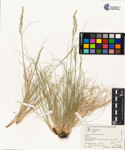 Festuca vales¿aca Schleicher