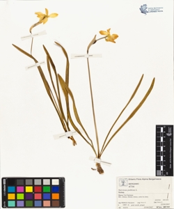 Narcissus po¿ticus L.