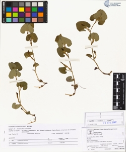 Aristolochia lutea Desf.